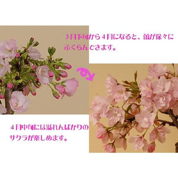 桜盆栽:一才桜(瀬戸焼鉢)*(2025年春開花予定) さくら あすつく 桜盆栽:一才桜(瀬戸焼鉢)*(2025年春開花予定) さくら あすつく
