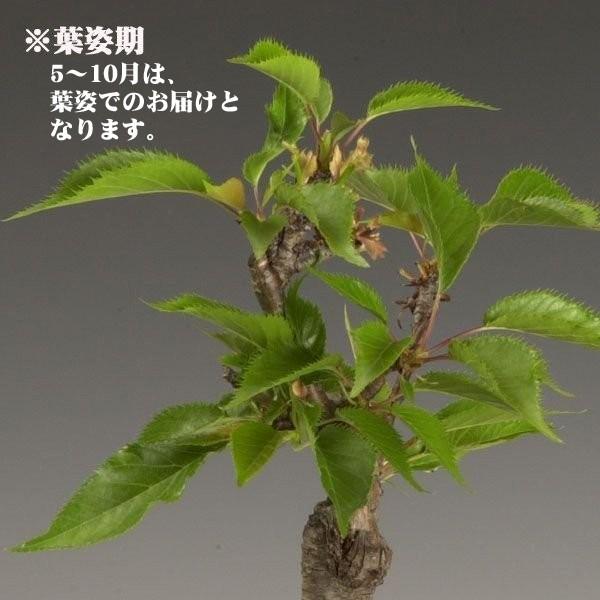桜盆栽:一才桜(瀬戸焼鉢)*(2025年春開花予定) さくら あすつく 桜盆栽:一才桜(瀬戸焼鉢)*(2025年春開花予定) さくら あすつく