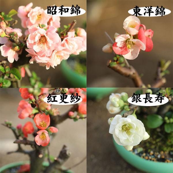 小品盆栽 品種が選べる：木瓜の花 (瀬戸焼三彩鉢)*放春花 ボケ