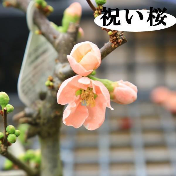 小品盆栽 品種が選べる：木瓜の花 (瀬戸焼三彩鉢)*放春花 ボケ