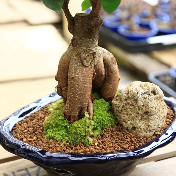 がじゅまるの樹 IMG-8210-scaled.jpg