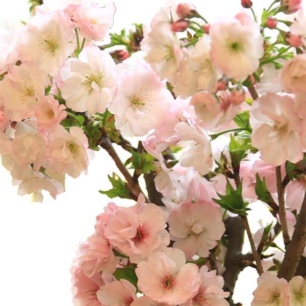 八重桜 桜盆栽：八重桜(大）*（国産青モッコ陶器鉢）＜2025年春開花予定