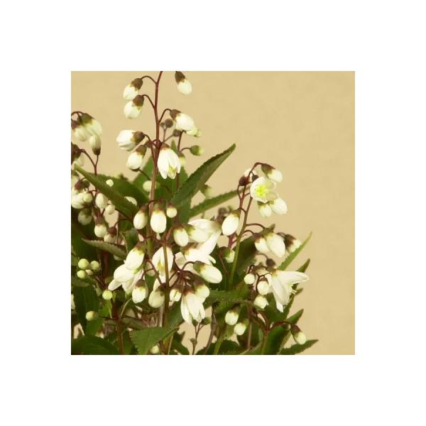 小品盆栽：姫うつぎ(藍黄土色モッコ陶器鉢)*＜2025年開花終了＞姫空木