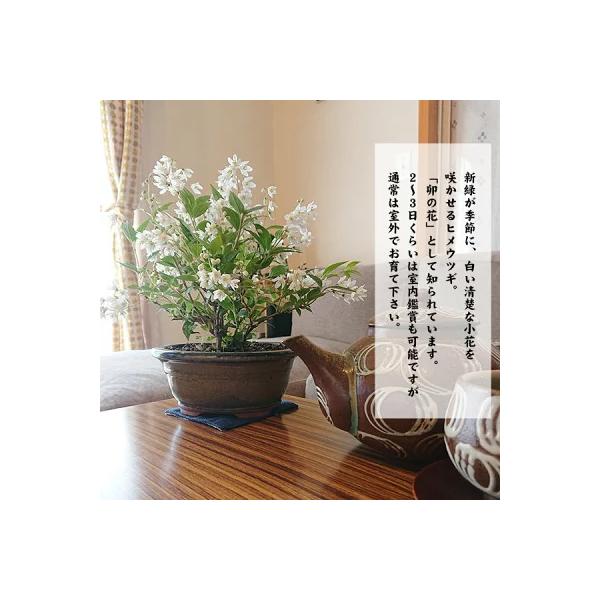 小品盆栽：姫うつぎ(藍黄土色モッコ陶器鉢)*＜2025年開花終了＞姫空木