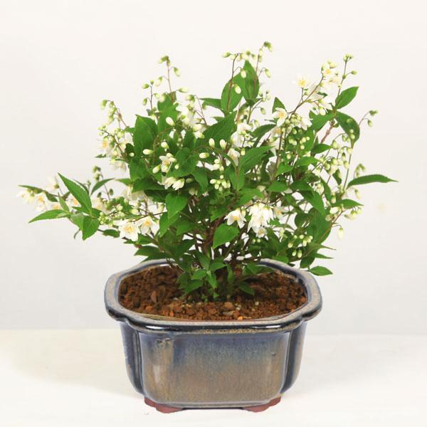 小品盆栽：姫うつぎ(藍黄土色モッコ陶器鉢)*＜2025年開花終了＞姫空木