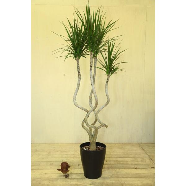 y-bonsai_f0381_3