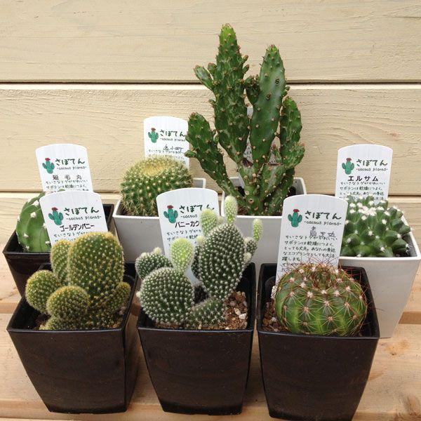 多肉植物：サボテン ミニ(3個セット)*(7種類から選べます