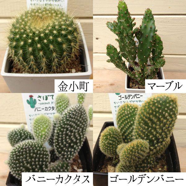 多肉植物：サボテン ミニ(3個セット)*(7種類から選べます ) /【Buyee】