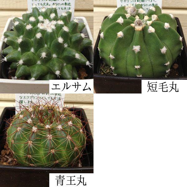 多肉植物:サボテン ミニ(3個セット)*(7種類から選べます 多肉植物:サボテン ミニ(3個セット)*(7種類から選べます