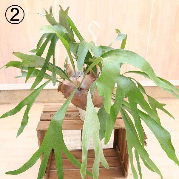 観葉植物 おしゃれ：コウモリラン ビカクシダ ビフルカツム*大 吊り
