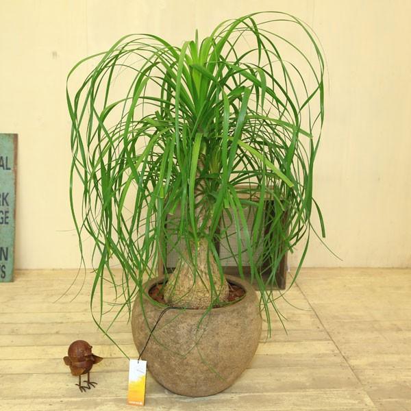 観葉植物：ノリナ(トックリラン)*ポニーテール 現品 グラスファイバー