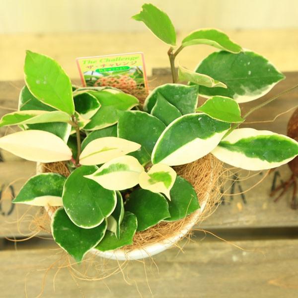 斑入り ホヤ カルノーサ 苗 観葉植物 ホヤ 斑入り カット苗 花卉園芸