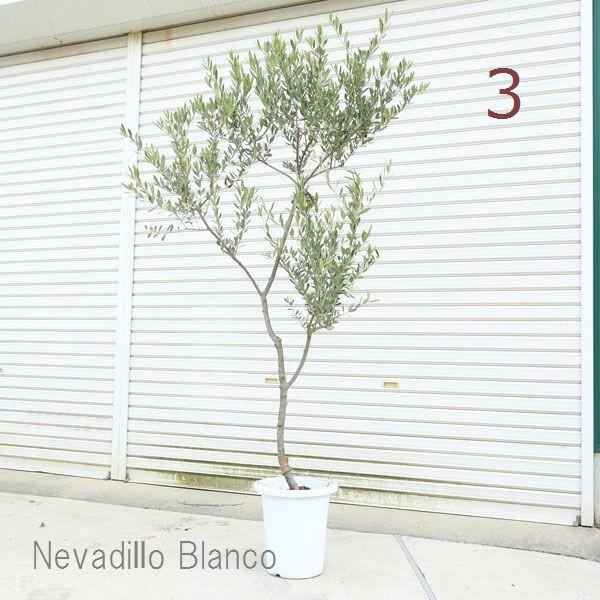 観葉植物 おしゃれ シンボルツリー:オリーブの木*現品選べます 観葉植物 おしゃれ シンボルツリー:オリーブの木*現品選べます