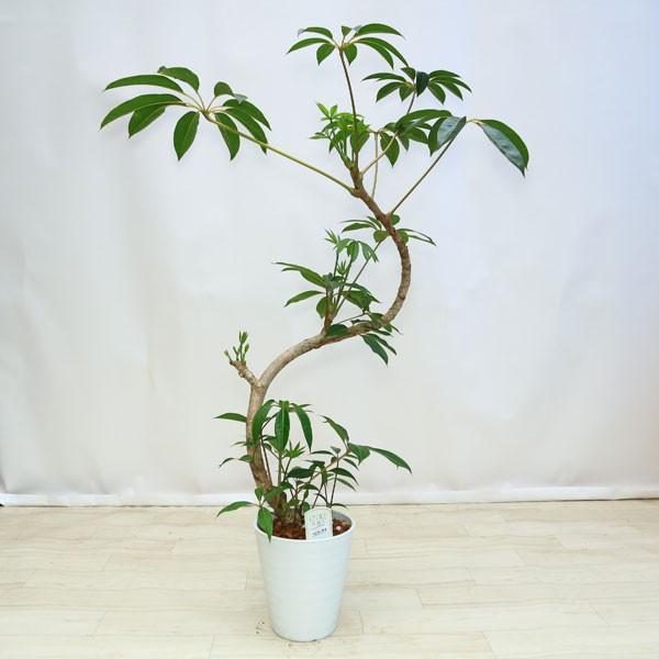 観葉植物 おしゃれ：ツピタンサス(ツピダンサス)*セラアート バークチップ 大型佐川配送 /【Buyee】