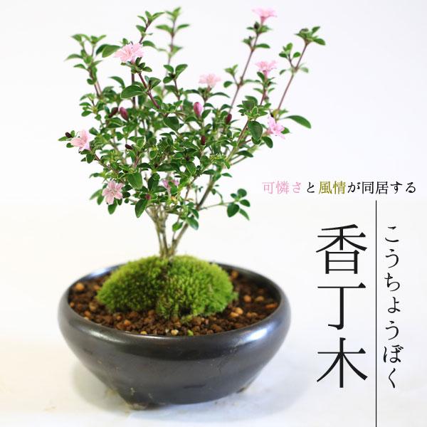 希少】祥石 盆栽鉢 風景画 烙印 盆栽鉢 ミニ盆栽 盆栽 鉢 盆栽小鉢