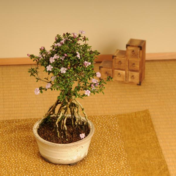 小品盆栽：香丁木(信楽焼白釉丸鉢)*bonsai /【Buyee】 bot-online