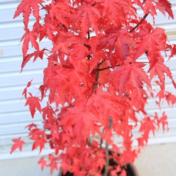 紅葉の代表樹 庭樹盆栽：山もみじ寄せ*（ヤマモミジ） プラスチック