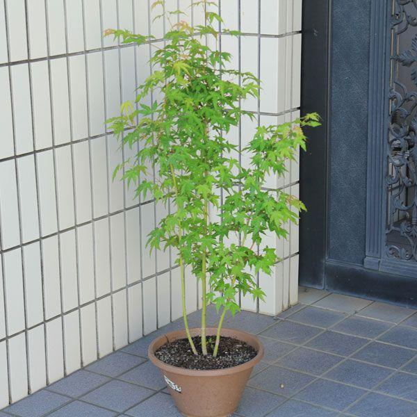 紅葉の代表樹 庭樹盆栽:山もみじ寄せ*(ヤマモミジ 紅葉の代表樹 庭樹盆栽:山もみじ寄せ*(ヤマモミジ