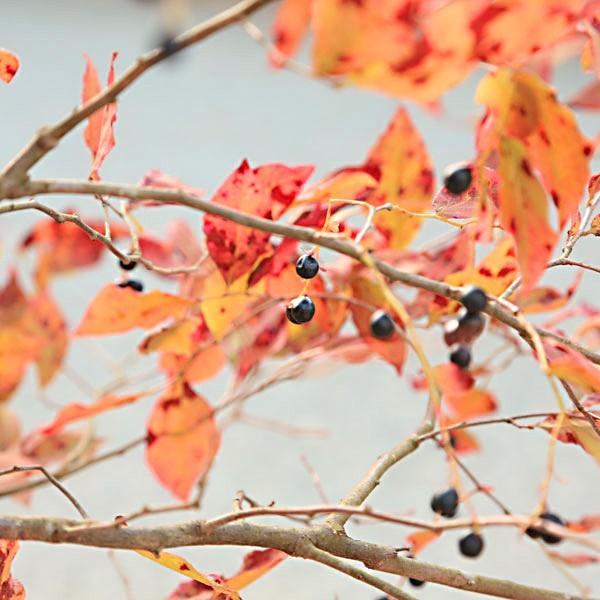 ナツハゼ　アラゲナツハゼ　2本セット ナツハゼ アラゲナツハゼ 2本セット