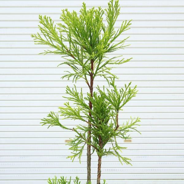 台杉 植木 2万円 - その他