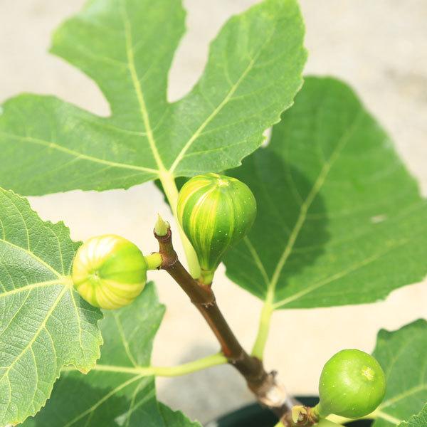 Jardin de figues イチジク いちじく 穂木 苗 庭木・植木・果樹苗：イチジク（ゼブラスイート）いちじく