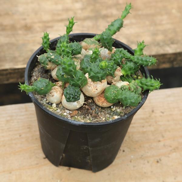 多肉植物：ユーフォルビア グロボーサ 玉鱗宝*16ｃｍ 現品 一品限り /【Buyee】