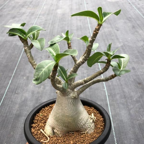 アデニウム アラビカム　盆栽仕立て　実生6年 アデニウム アラビカム 盆栽仕立て 実生6年 - メルカリ