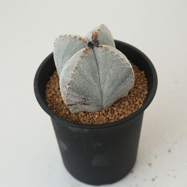 サボテン：恩塚ランポー玉 4稜*8cm 現品 一品限り /【Buyee】