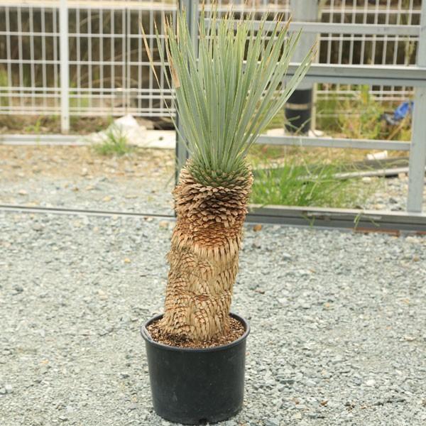 ユッカ ロストラータ T EASTGARDEN on X: 