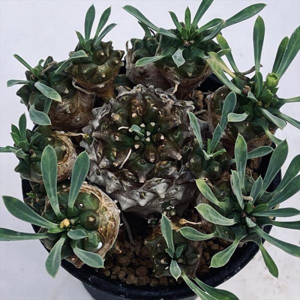 多肉植物：ユーフォルビア 峨眉山（がびざん）*M 幅8cm /【Buyee】