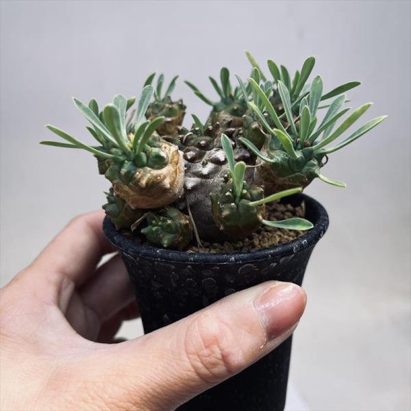 【大群生株】ユーフォルビア峨眉山 サボテン 多肉植物 塊根 大群生株】ユーフォルビア峨眉山 サボテン 多肉植物 塊根