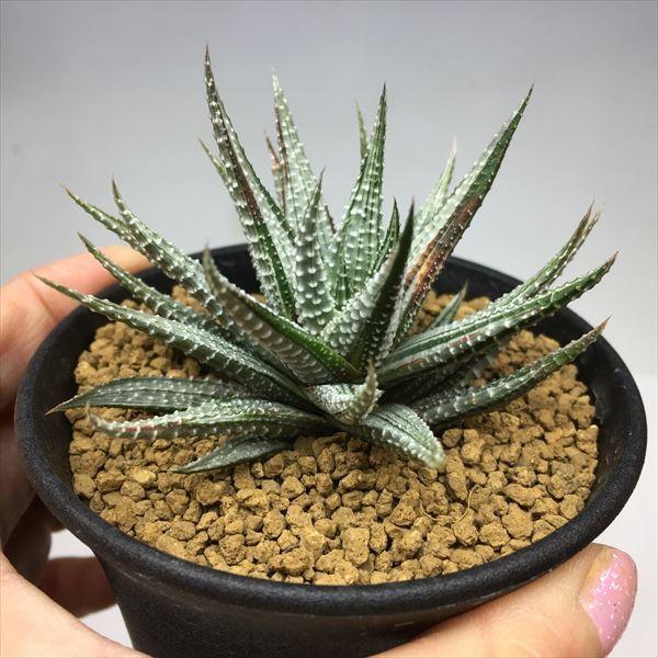 多肉植物:ハオルチア 白衣美人*幅8cm 現品 一品限り /【Buyee】 多肉植物:ハオルチア 白衣美人*幅8cm 現品 一品限り /【Buyee】