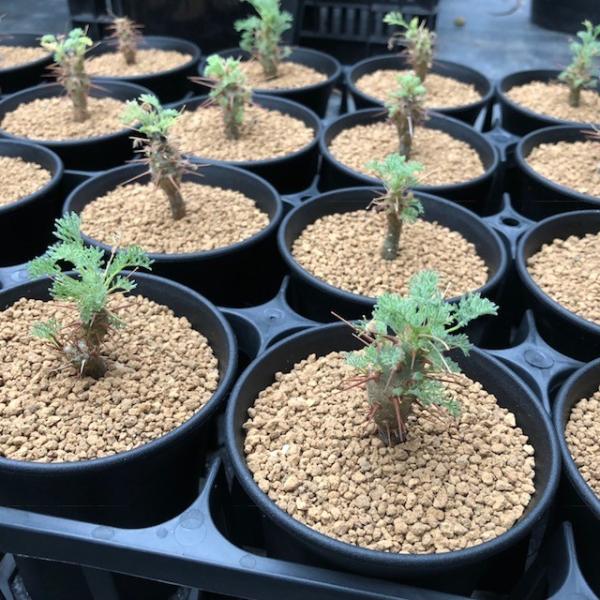 コーデックス：サルコカウロン ヘレー 竜骨城*葉幅3cm /【Buyee