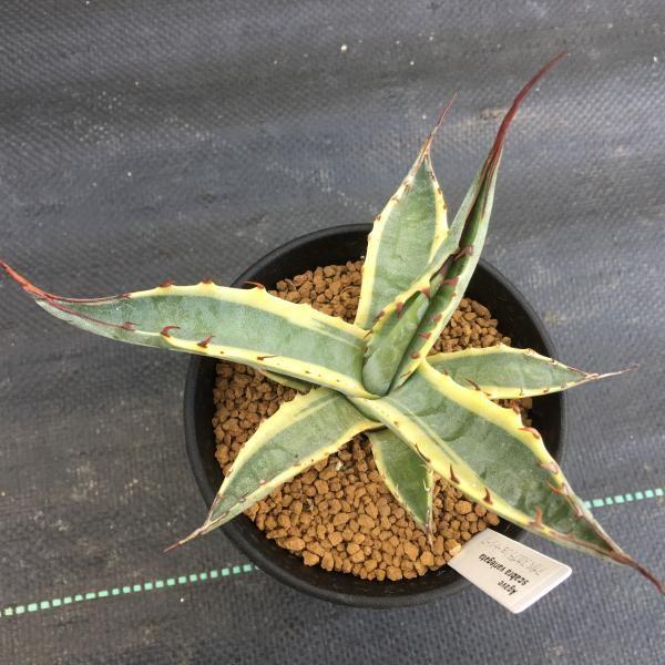 アガベ スカブラ錦 昨年のカキ仔 多肉植物 - メルカリ