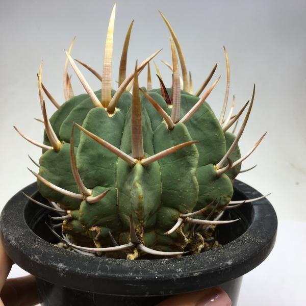 サボテン：エキノフォスロカクタス 竜剣丸*幅9cm 現品 一品限り