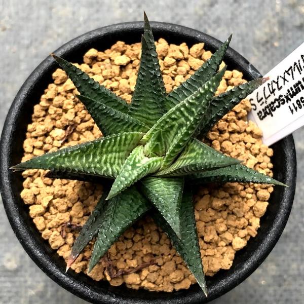 コエルマニオルム　ハオルチオプシス　ハオルチア 多肉植物 　大株 多肉植物：ハオルチア コエルマニオルム×スカブラ*S 幅7cm /【Buyee