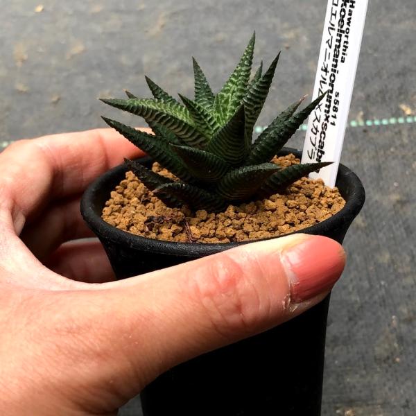 多肉植物：ハオルチア コエルマニオルム×スカブラ*S 幅7cm /【Buyee