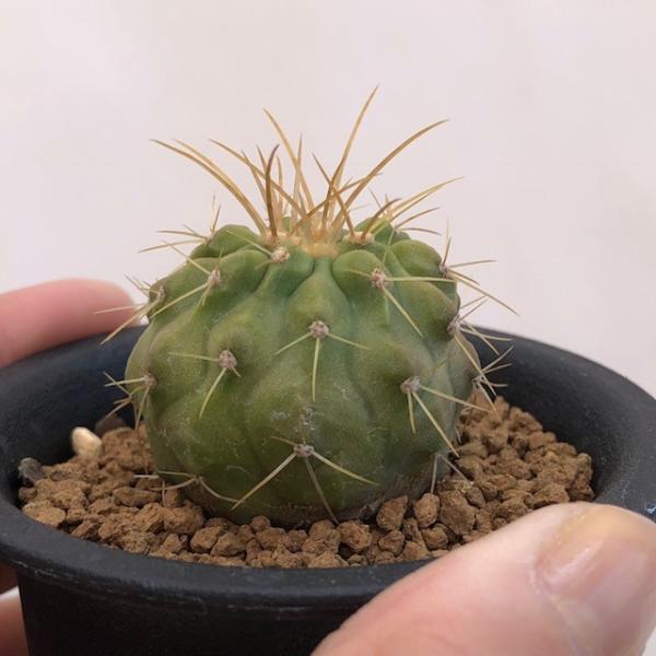 サボテン：コピアポア ハセルトニアナ 逆鱗丸*幅4cm /【Buyee