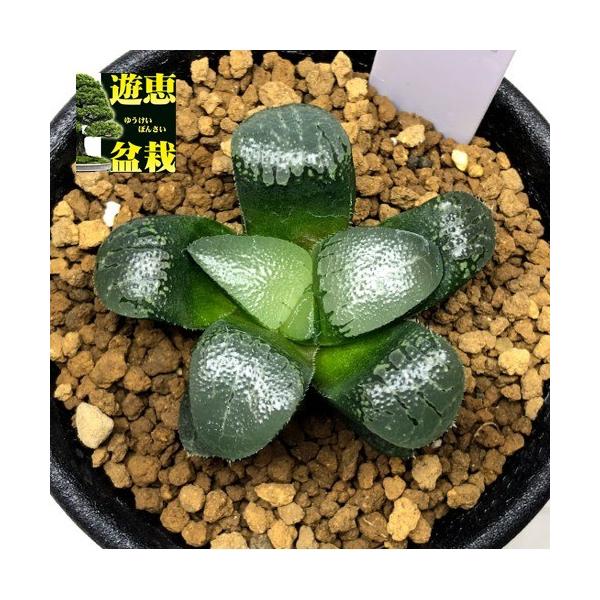 多肉植物：ハオルチア 月影*幅4cm /【Buyee】