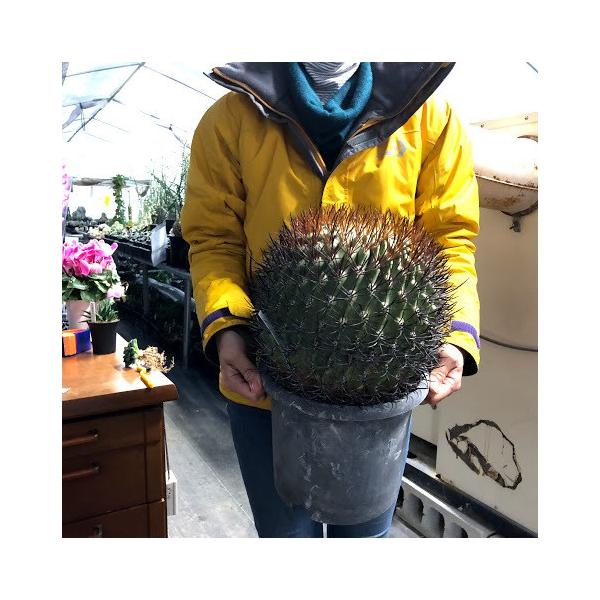 エリオシケ　極光丸 エリオシケ 極光丸/黒ﾖｳ丸(Eriosyce ceratistes) 多肉植物