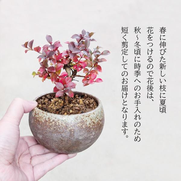 小品盆栽：サルスベリ（萬古焼丸鉢）*鉢植え 鉢花 百日紅