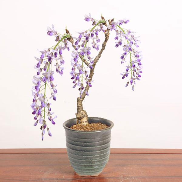 盆栽鉢 小品盆栽鉢 富舟 製 古味 盆栽鉢（小品）の販売通販 (有)