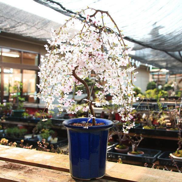 盆栽：しだれ桜(富士桜）深鉢*＜2026年春開花予定＞ bonsai /【Buyee