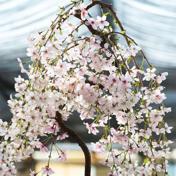 しだれ桜の盆栽 盆栽：しだれ桜(富士桜）深鉢*＜2026年春開花予定＞ bonsai /【Buyee