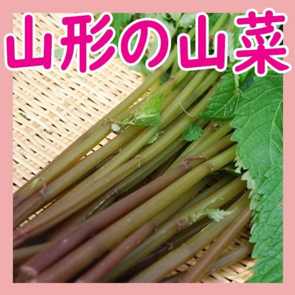 天然山菜 赤みず 500ｇ】山形県産 ウワバミソウ 赤ミズ 山菜 野菜 庄内