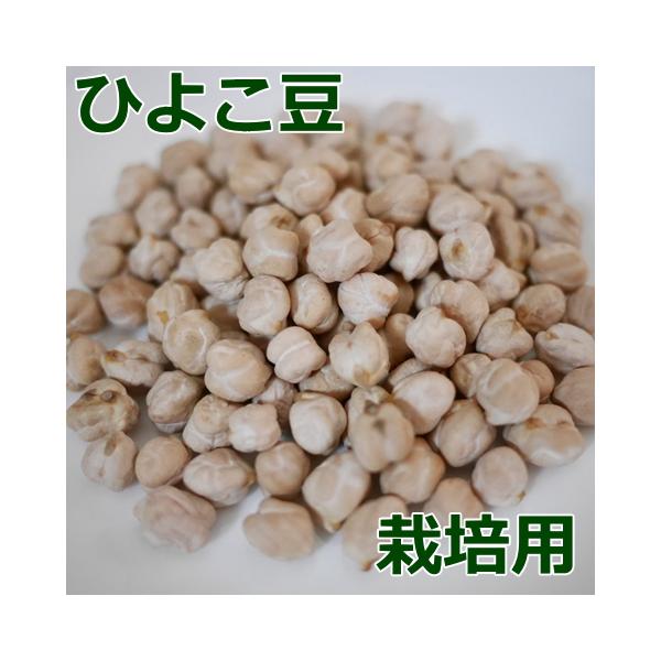 ひよこまめ ひよこ豆（栽培用）【中原採種場】（1dl/約100粒）☆野菜種/ひよこまめ