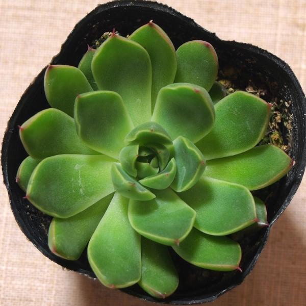 多肉植物 エケベリア属 プリリンゼアナ /【Buyee】 Buyee