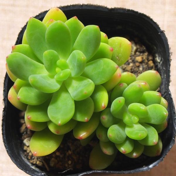 多肉植物 セダム属 春萌 /【Buyee】