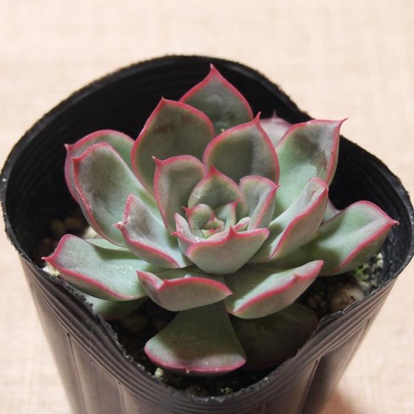 多肉植物 エケベリア属 ヘラクレス /【Buyee】 Buyee - Japanese Proxy