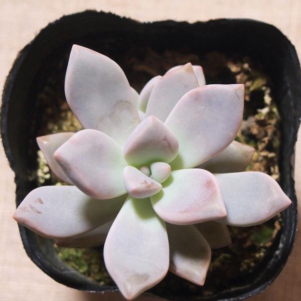 多肉植物グラプトペタルム淡雪（あわゆき） /【Buyee】